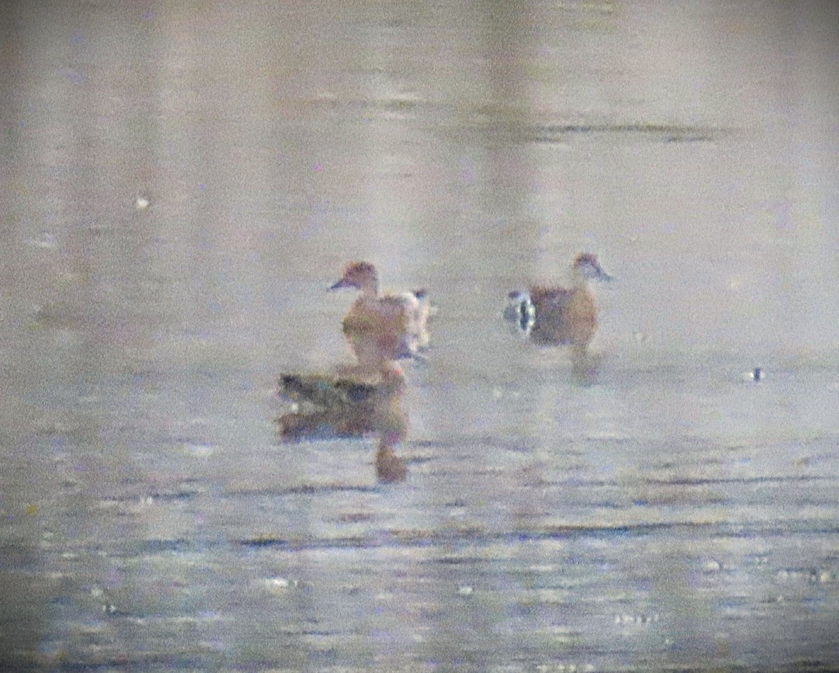 Blue-winged Teal - ML643749808