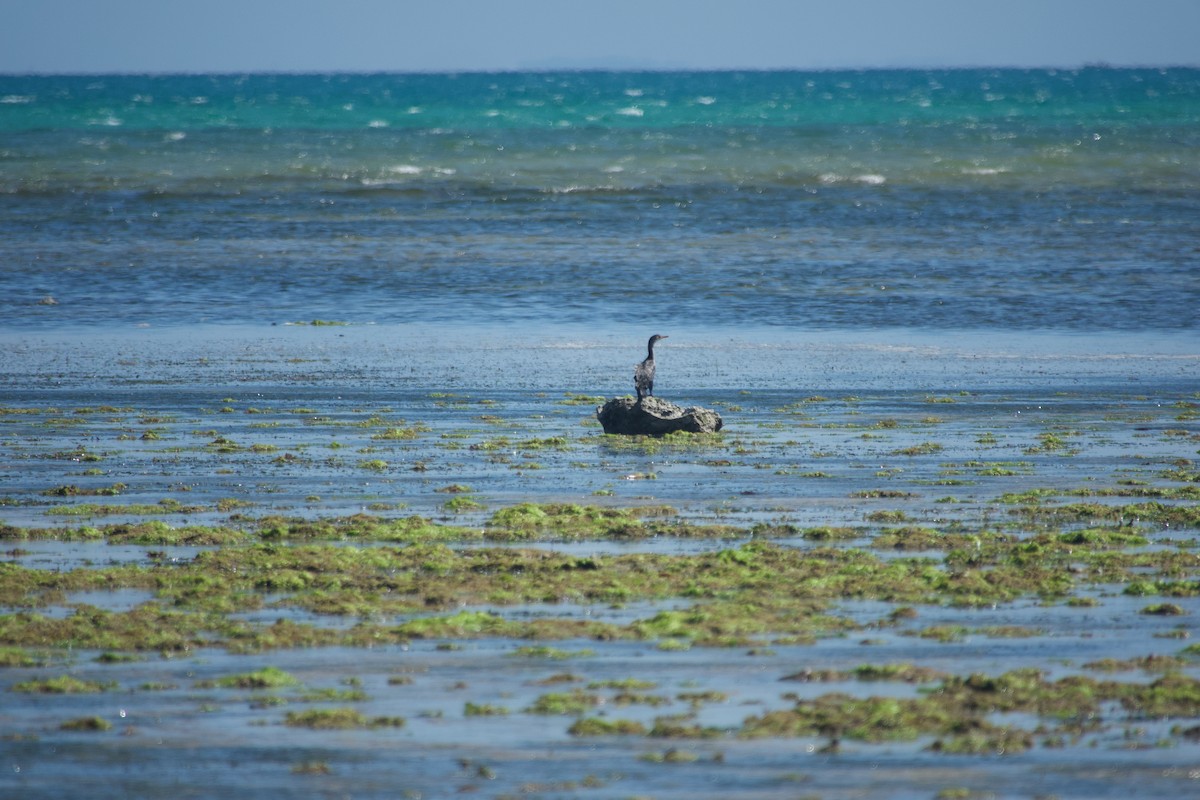 Reed Cormorant - ML643749811