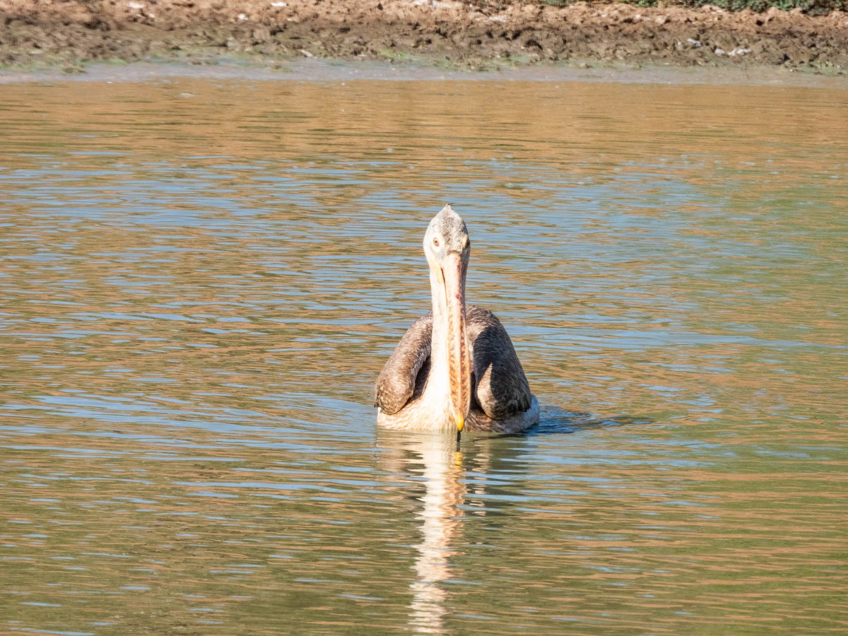 Spot-billed Pelican - ML643749812