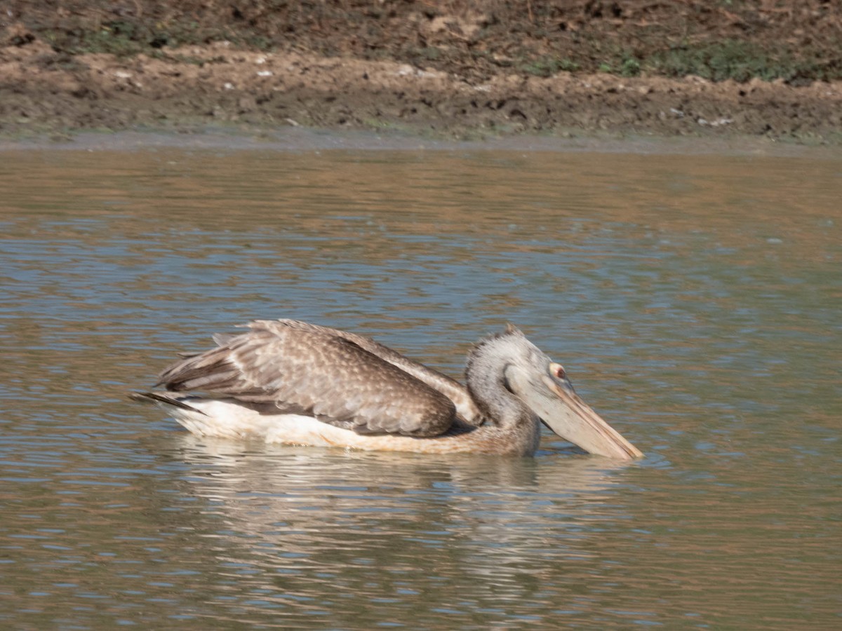 Spot-billed Pelican - ML643749813