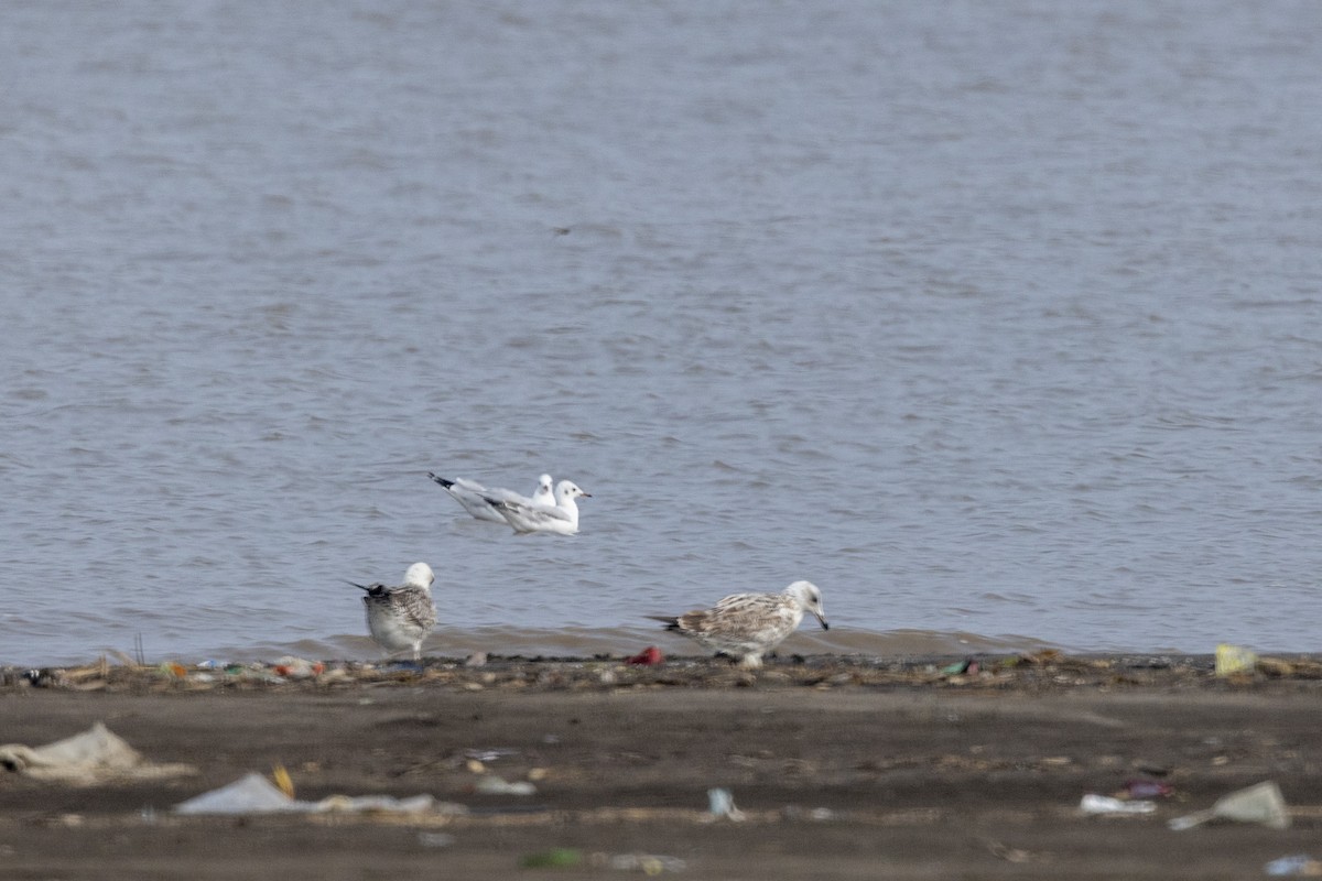 Brown-headed Gull - ML643749819