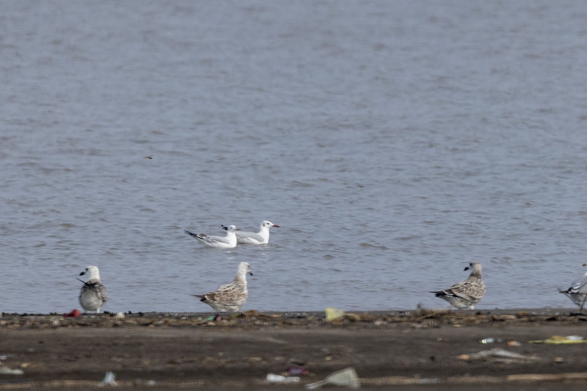 Brown-headed Gull - ML643749820