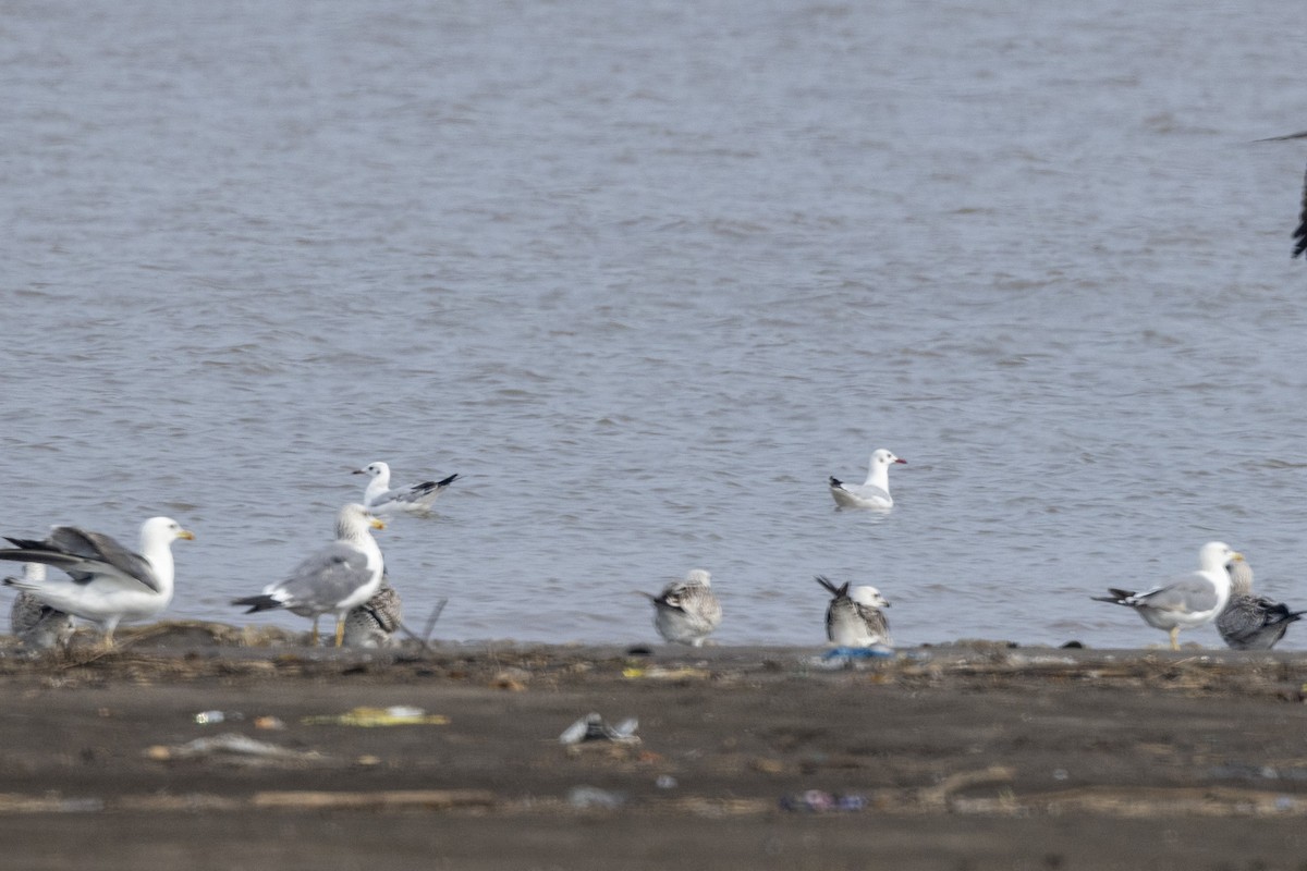 Brown-headed Gull - ML643749821