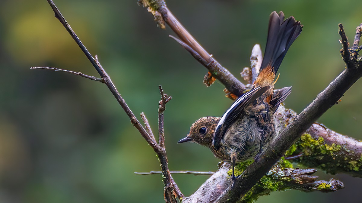 White-throated Redstart - ML643749827