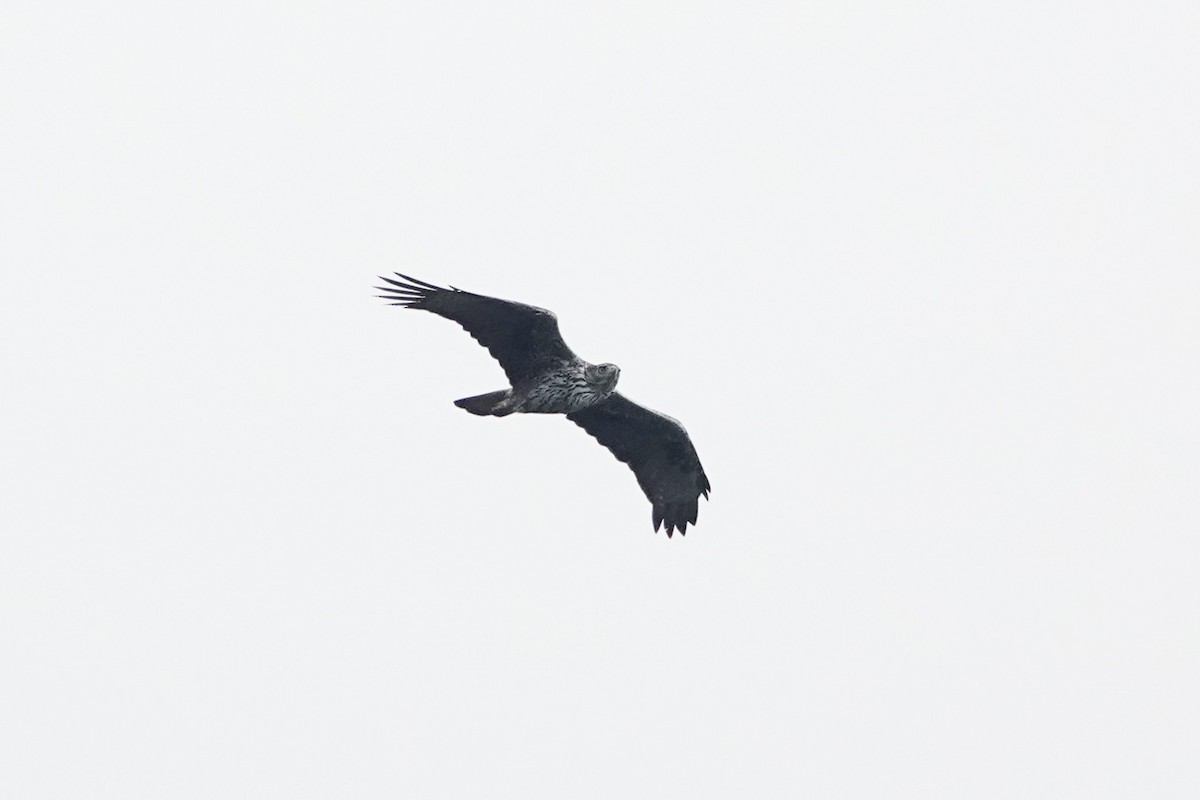 Aquila di Bonelli - ML643749828