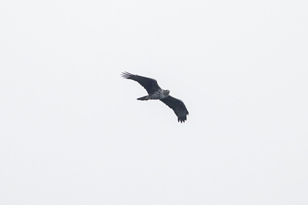Aquila di Bonelli - ML643749829