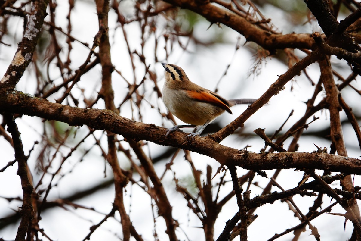 Brown-crowned Tchagra - ML643749881