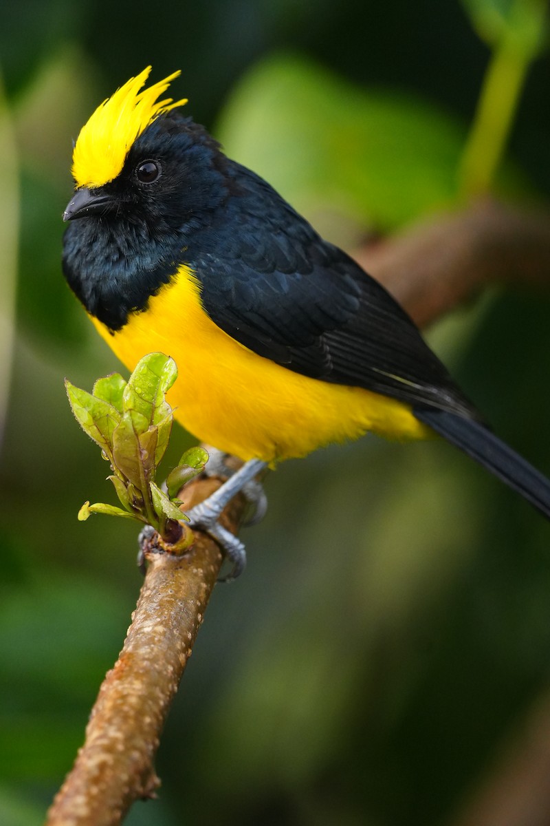 Sultan Tit - ML643749882