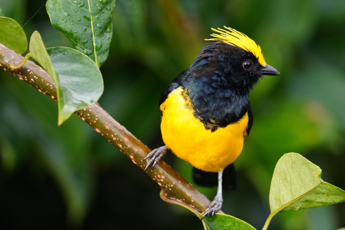 Sultan Tit - ML643749883