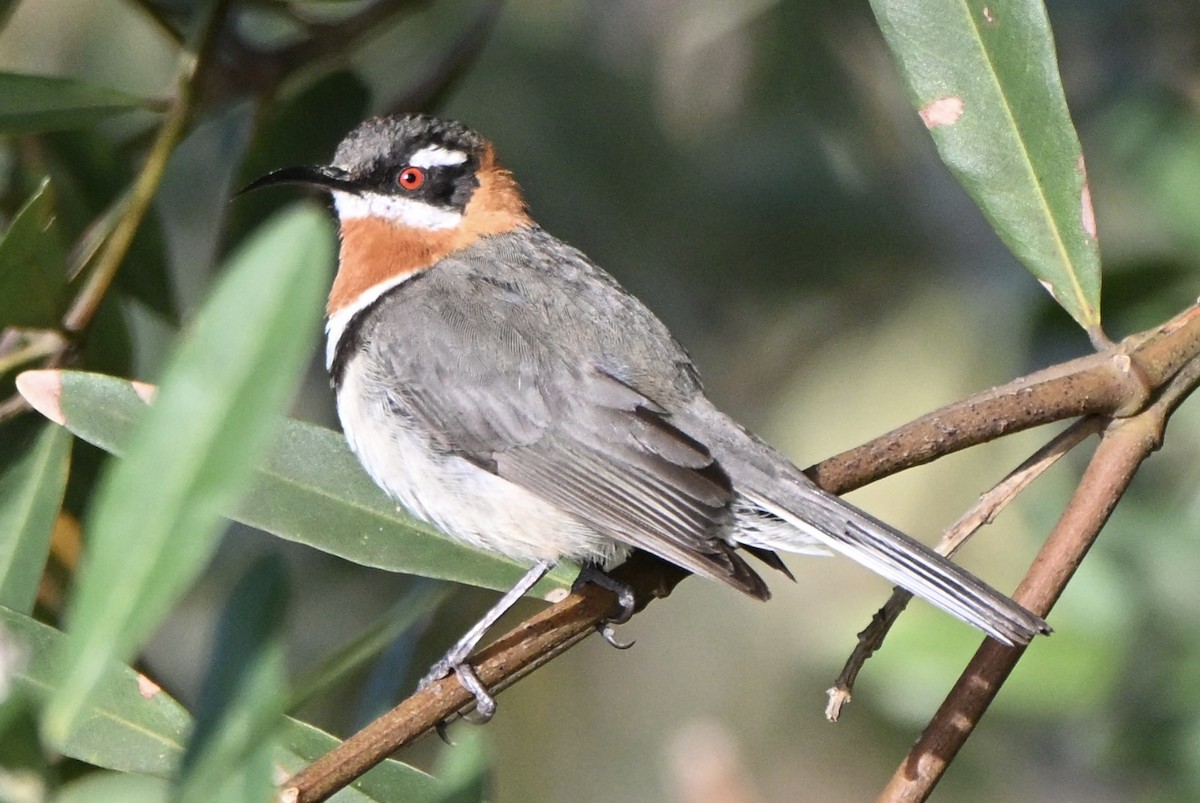Western Spinebill - ML643749887