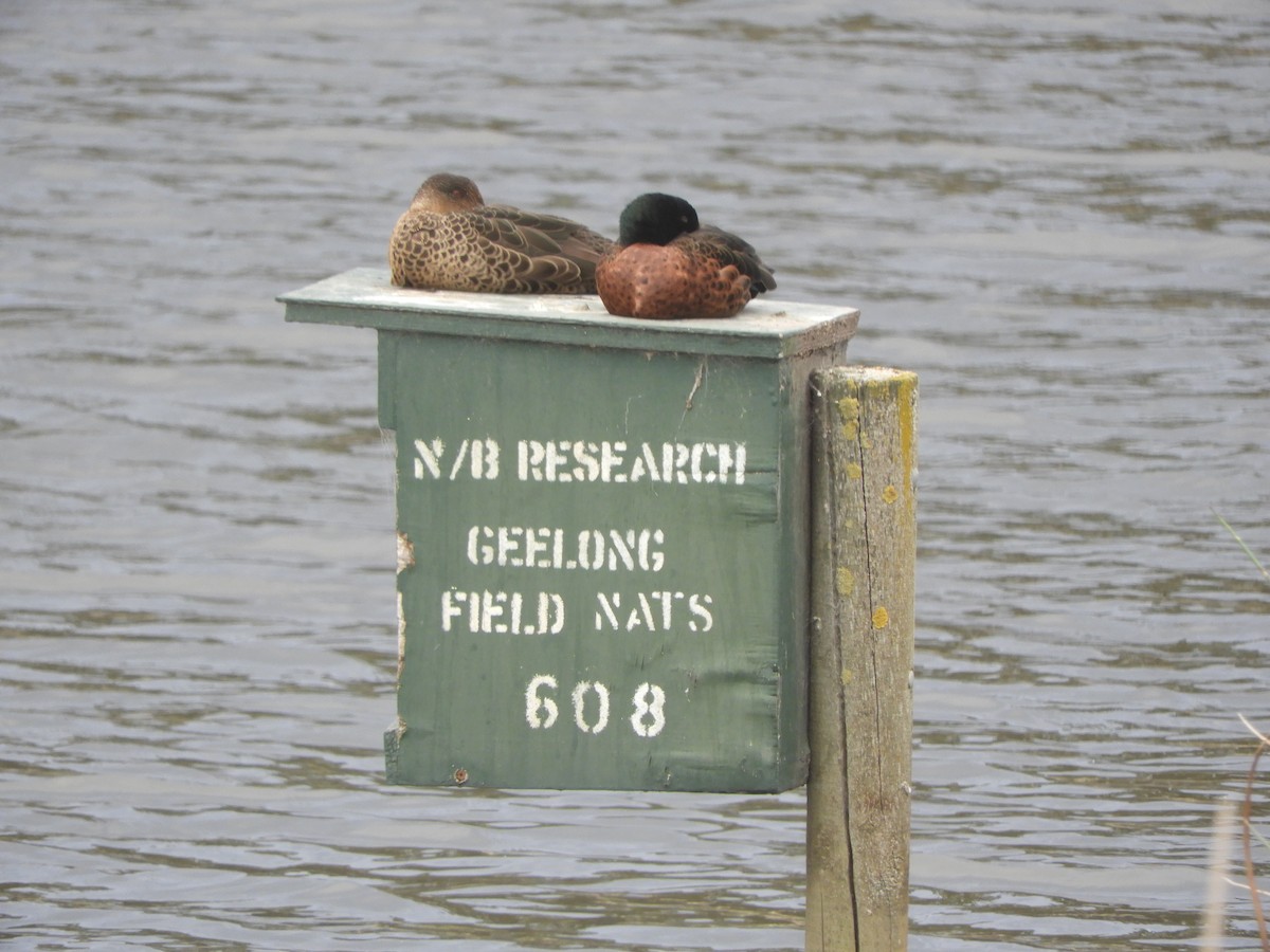 Chestnut Teal - ML643749891