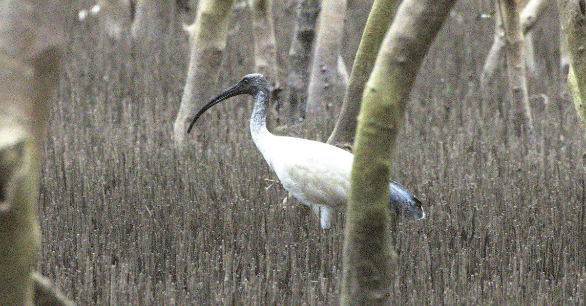 Australian Ibis - ML643749892
