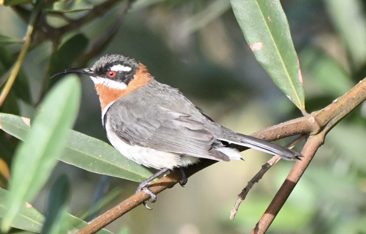Western Spinebill - ML643749894
