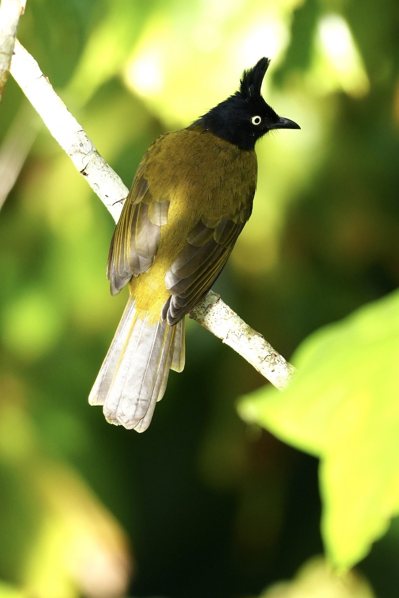 Black-crested Bulbul - ML643749904