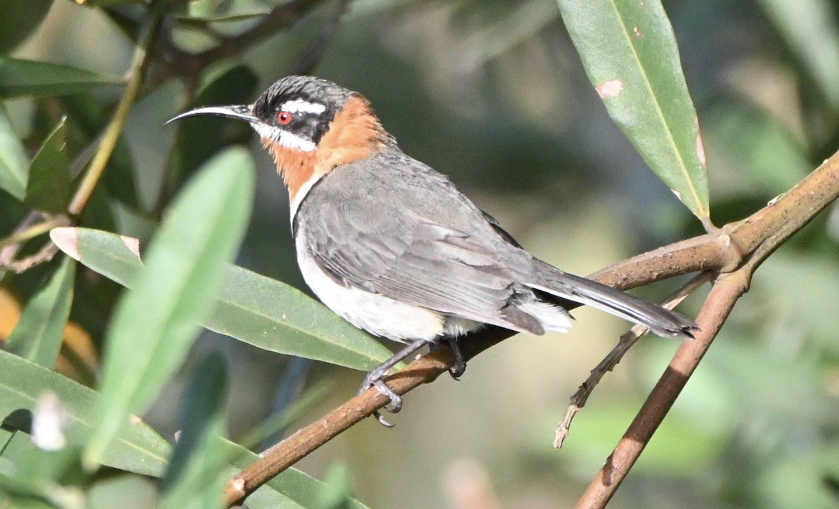 Western Spinebill - ML643749909