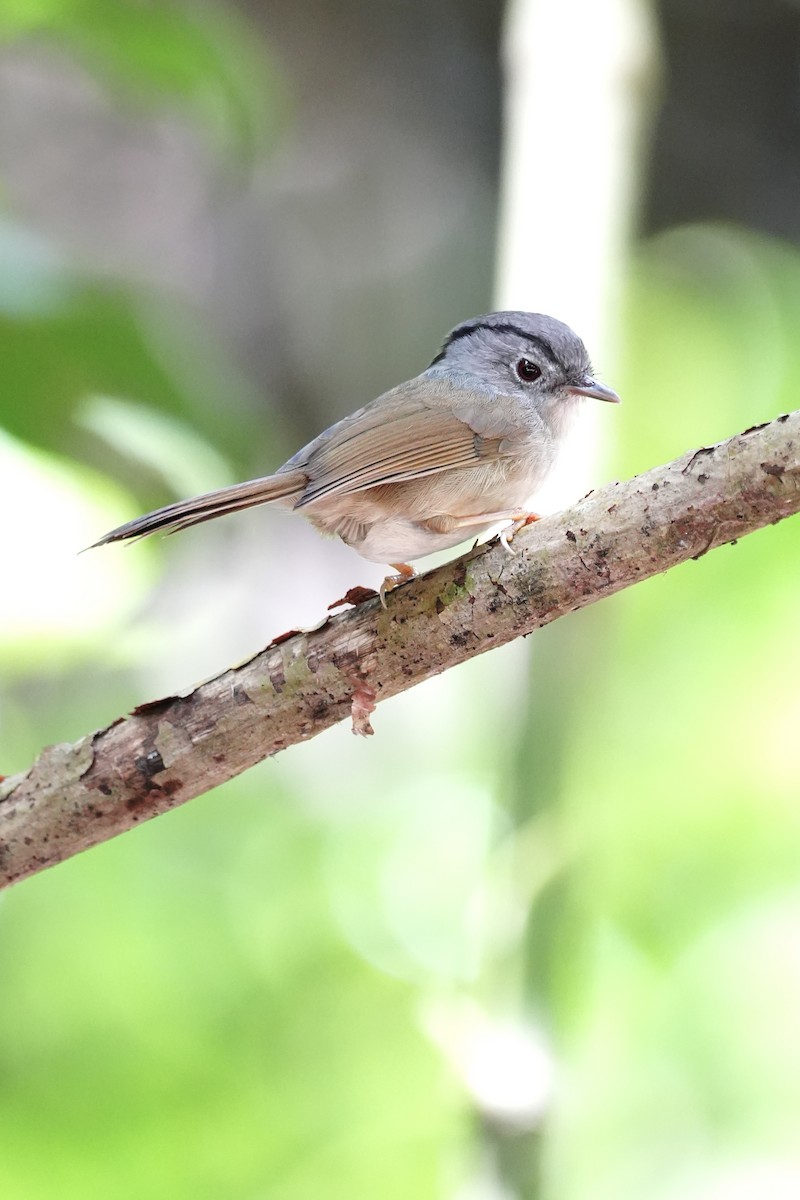 Mountain Fulvetta - ML643749915