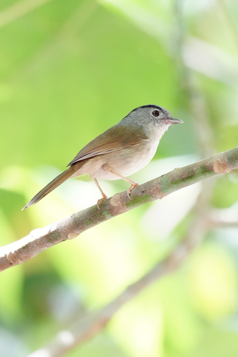 Mountain Fulvetta - ML643749916