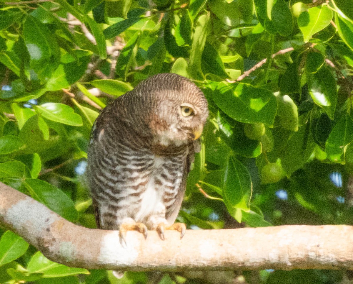 Jungle Owlet - ML643749918