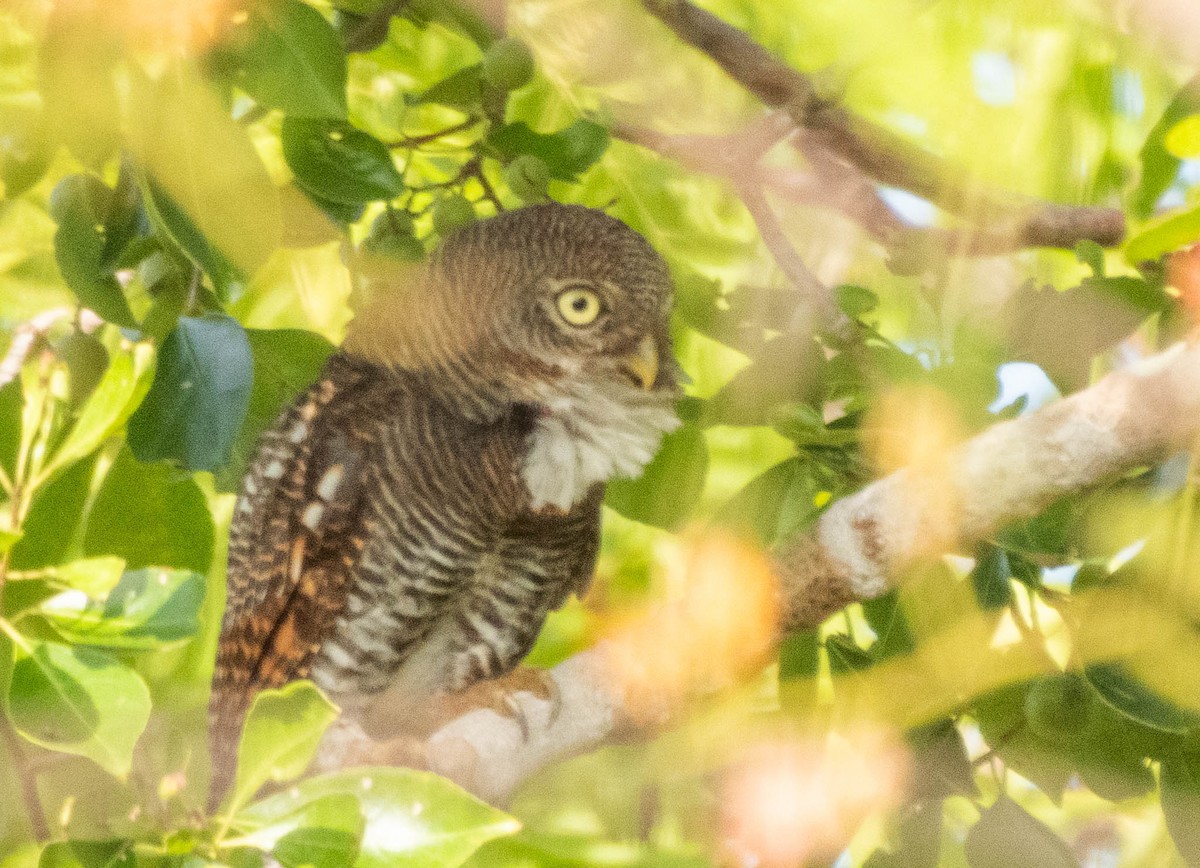 Jungle Owlet - ML643749919