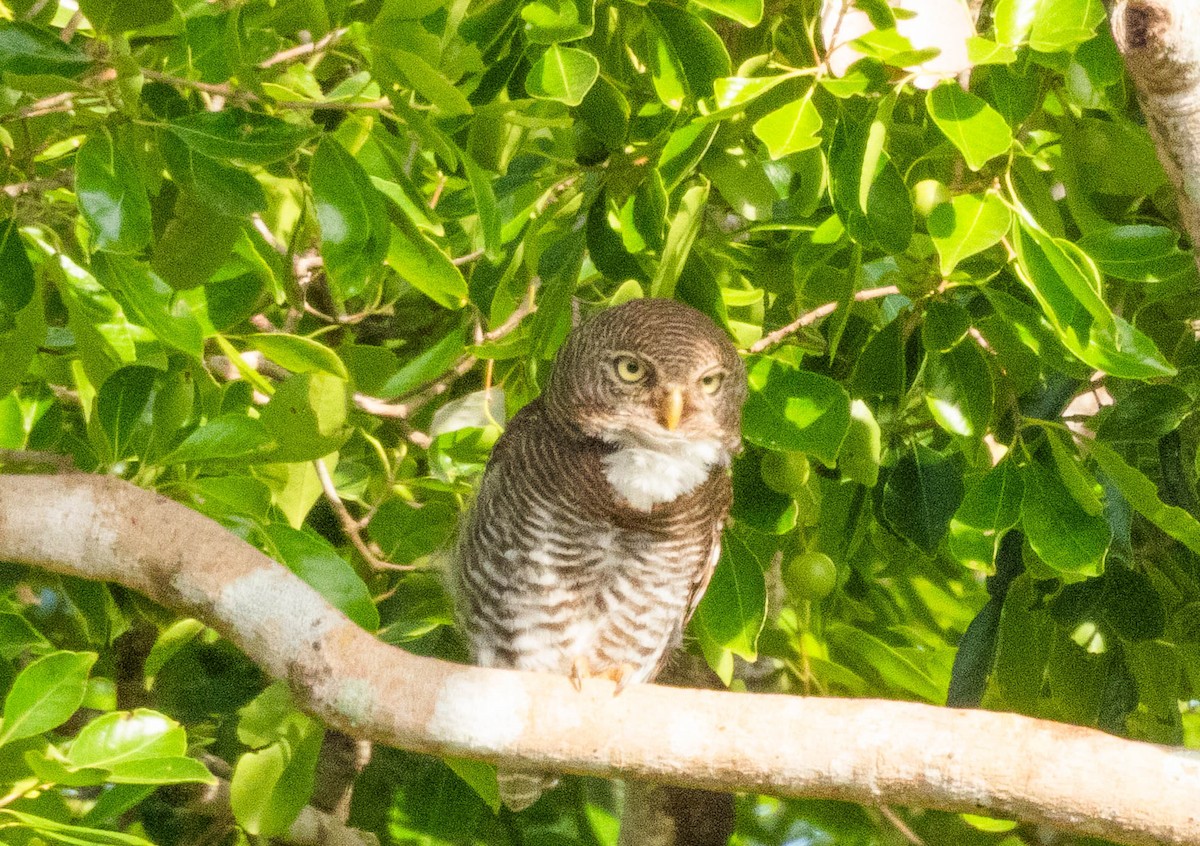 Jungle Owlet - ML643749920