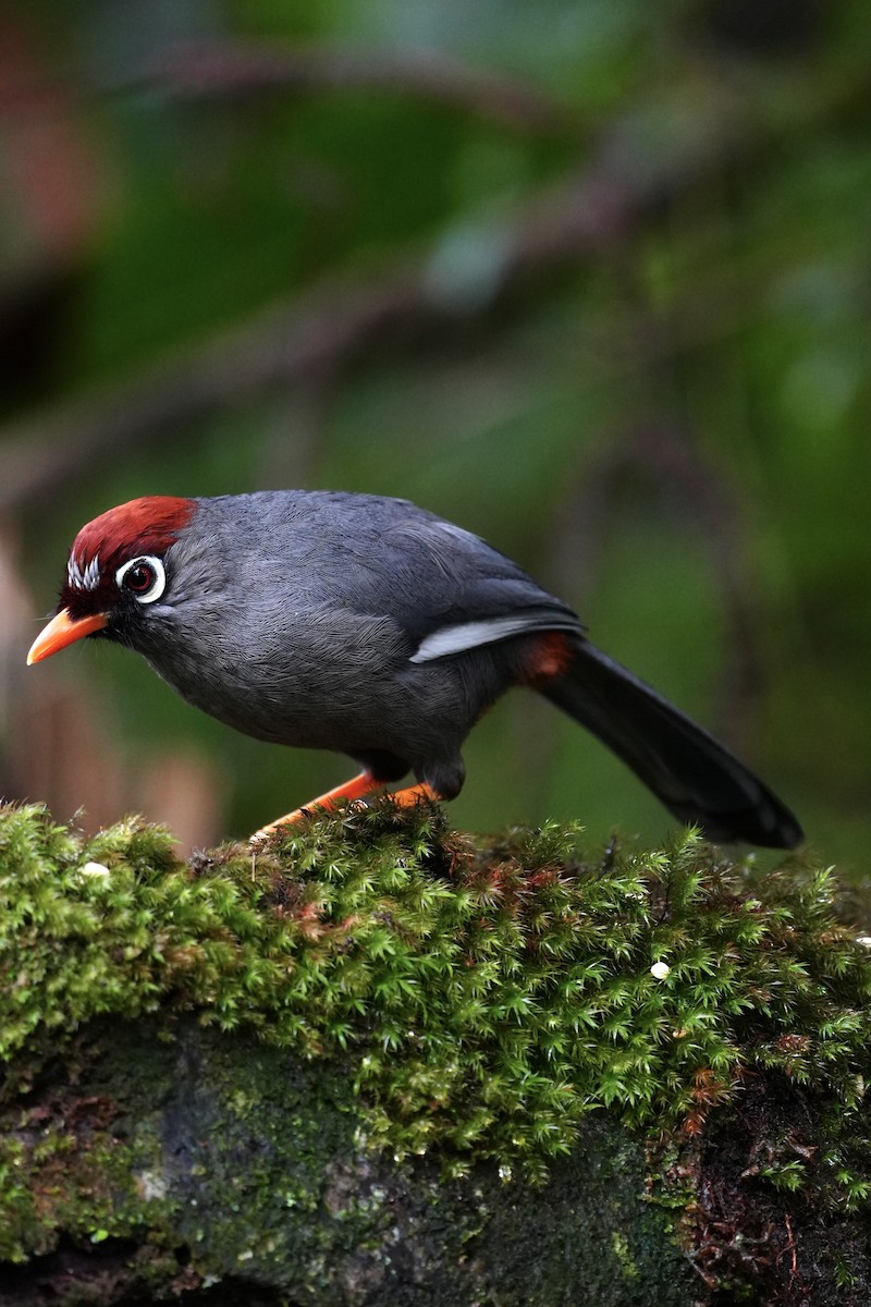 Chestnut-capped Laughingthrush - ML643749933