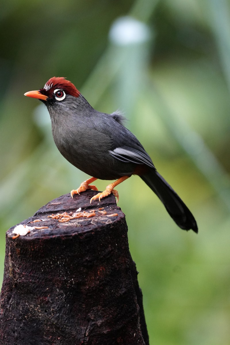 Chestnut-capped Laughingthrush - ML643749940