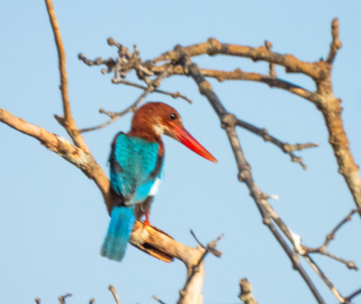 White-throated Kingfisher - ML643749967