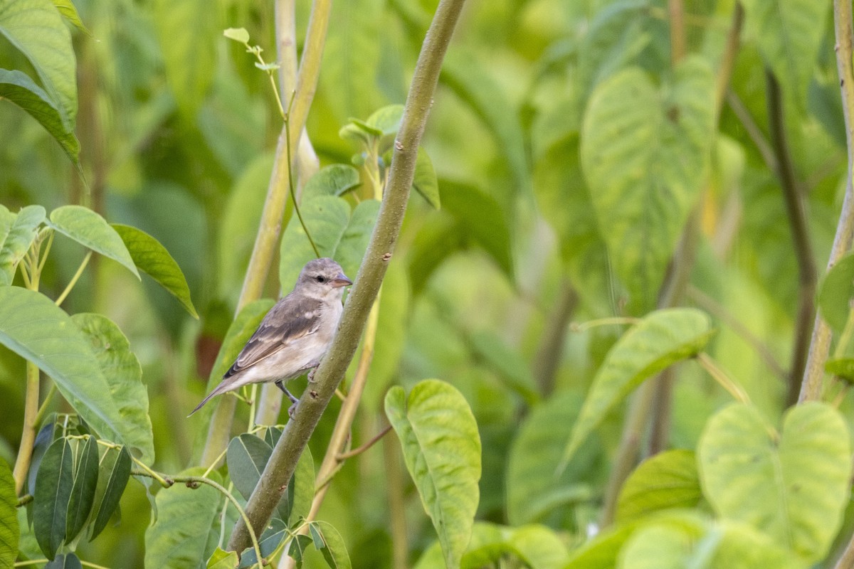 Baya Weaver - ML643749987