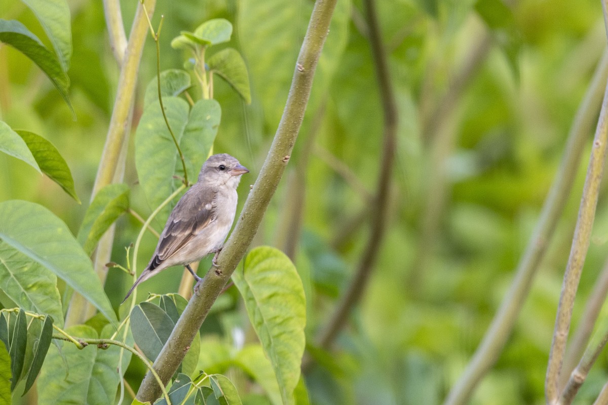 Baya Weaver - ML643749990