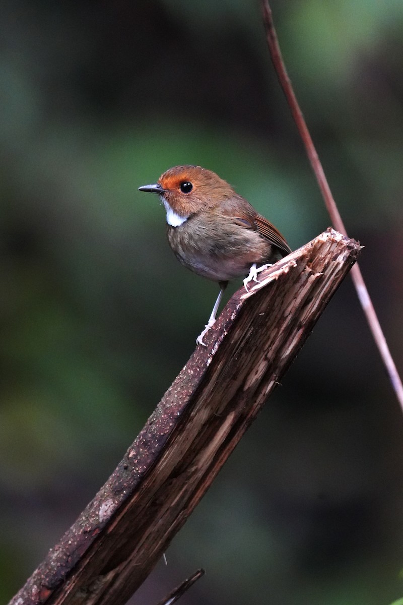Rufous-browed Flycatcher - ML643749993