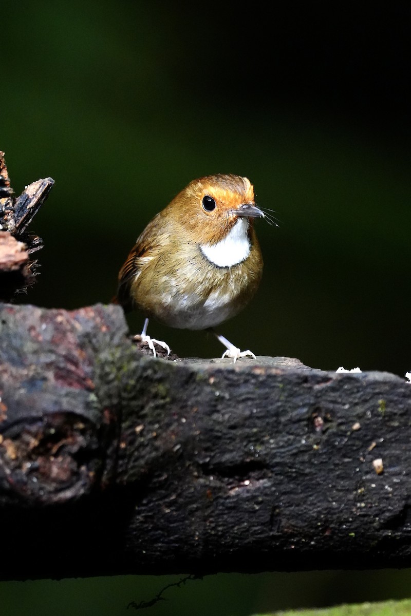 Rufous-browed Flycatcher - ML643749994