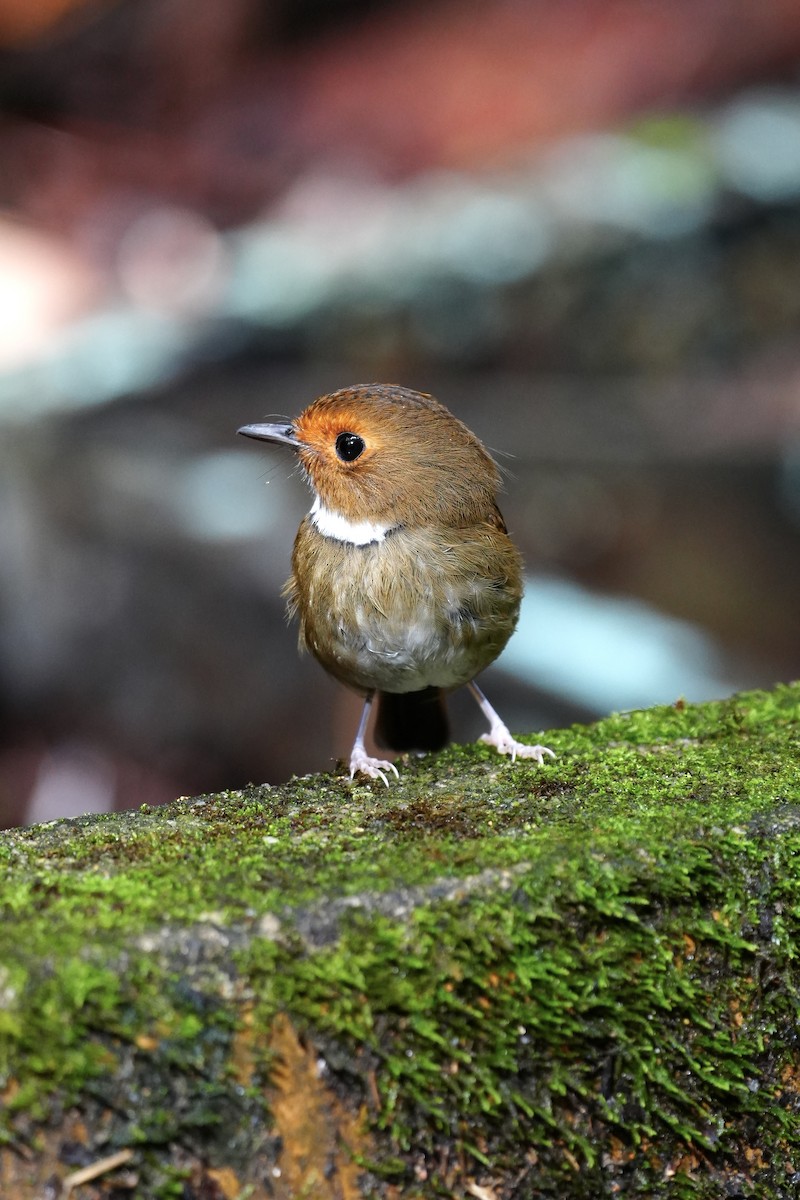 Rufous-browed Flycatcher - ML643749996