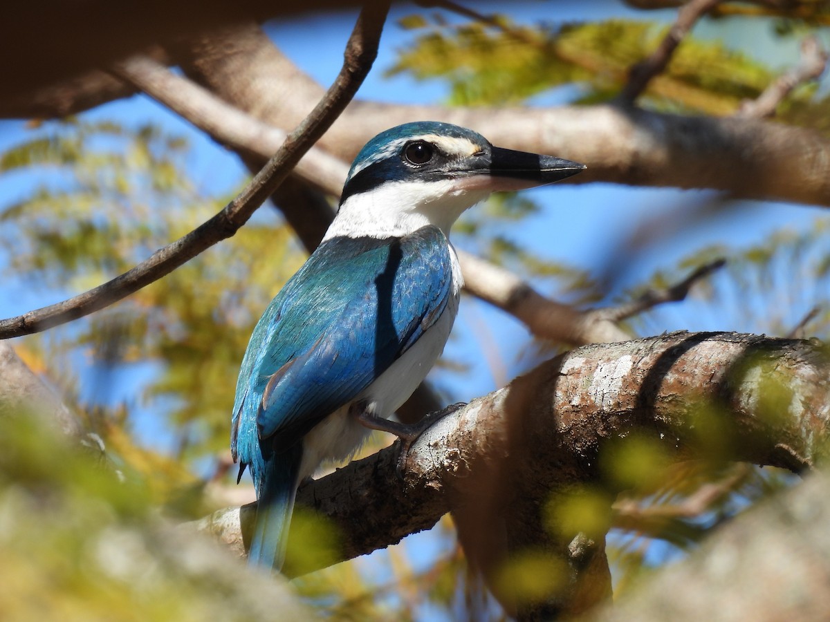 Pasifik Yalıçapkını - ML643750030