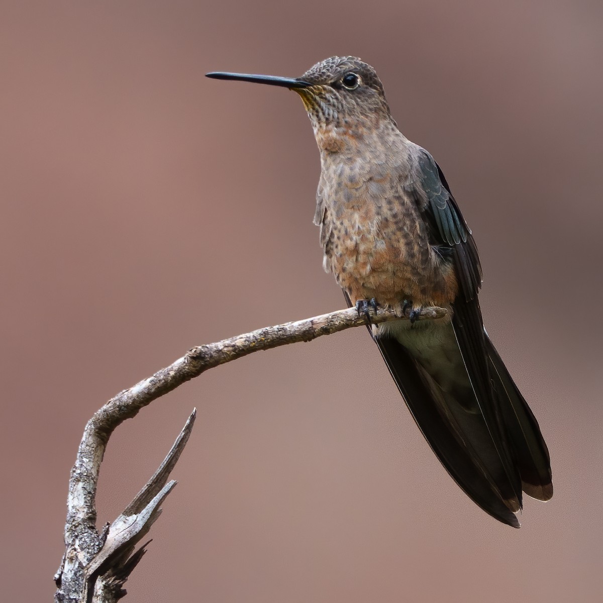 kjempekolibri - ML643750031