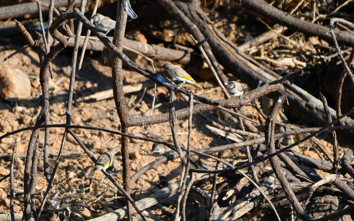 Rufous-throated Honeyeater - ML643750034