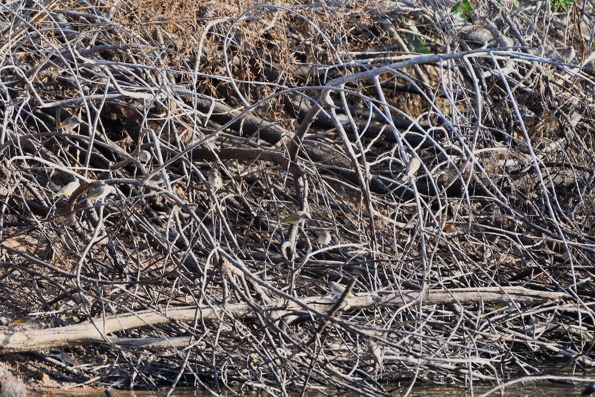 Rufous-throated Honeyeater - ML643750035