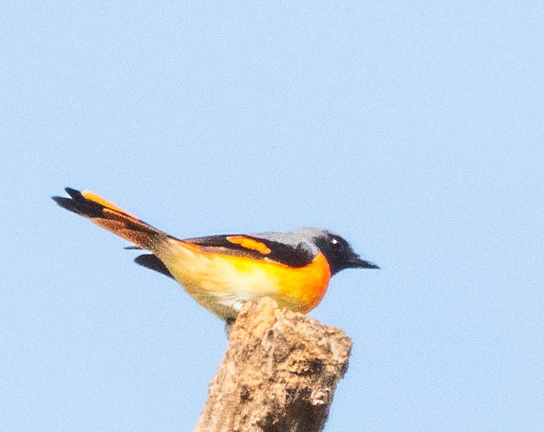 Small Minivet - ML643750066