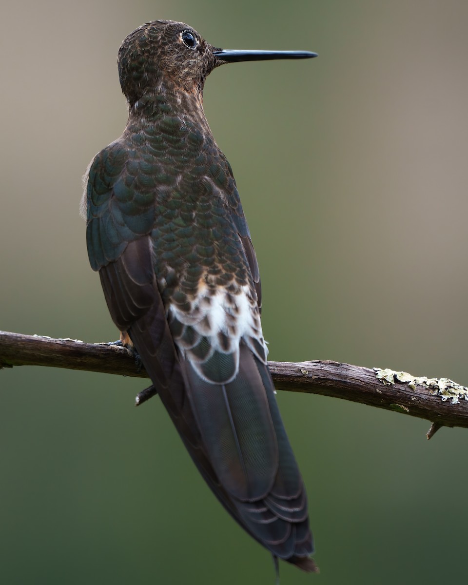 kjempekolibri - ML643750067