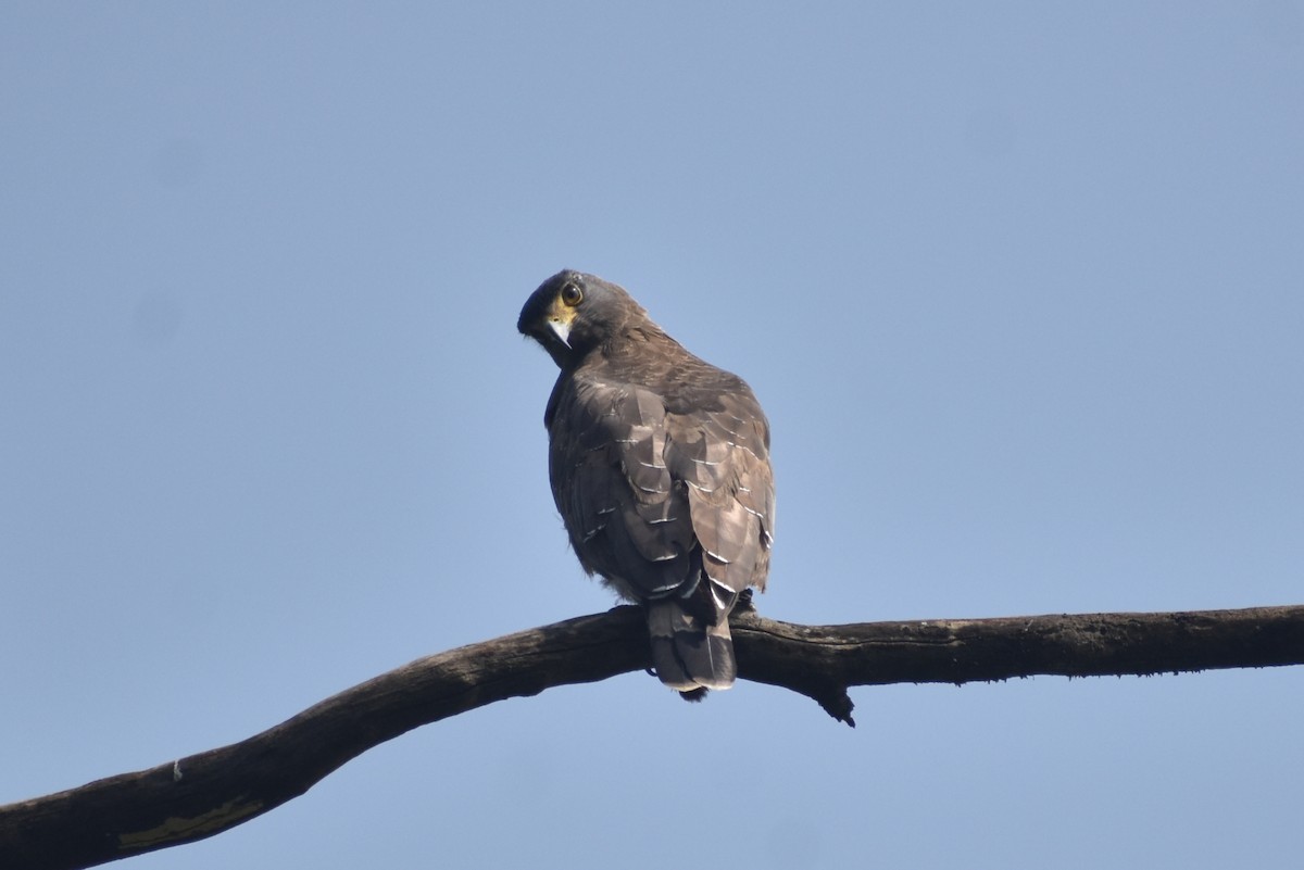 Haubenschlangenadler - ML643750107