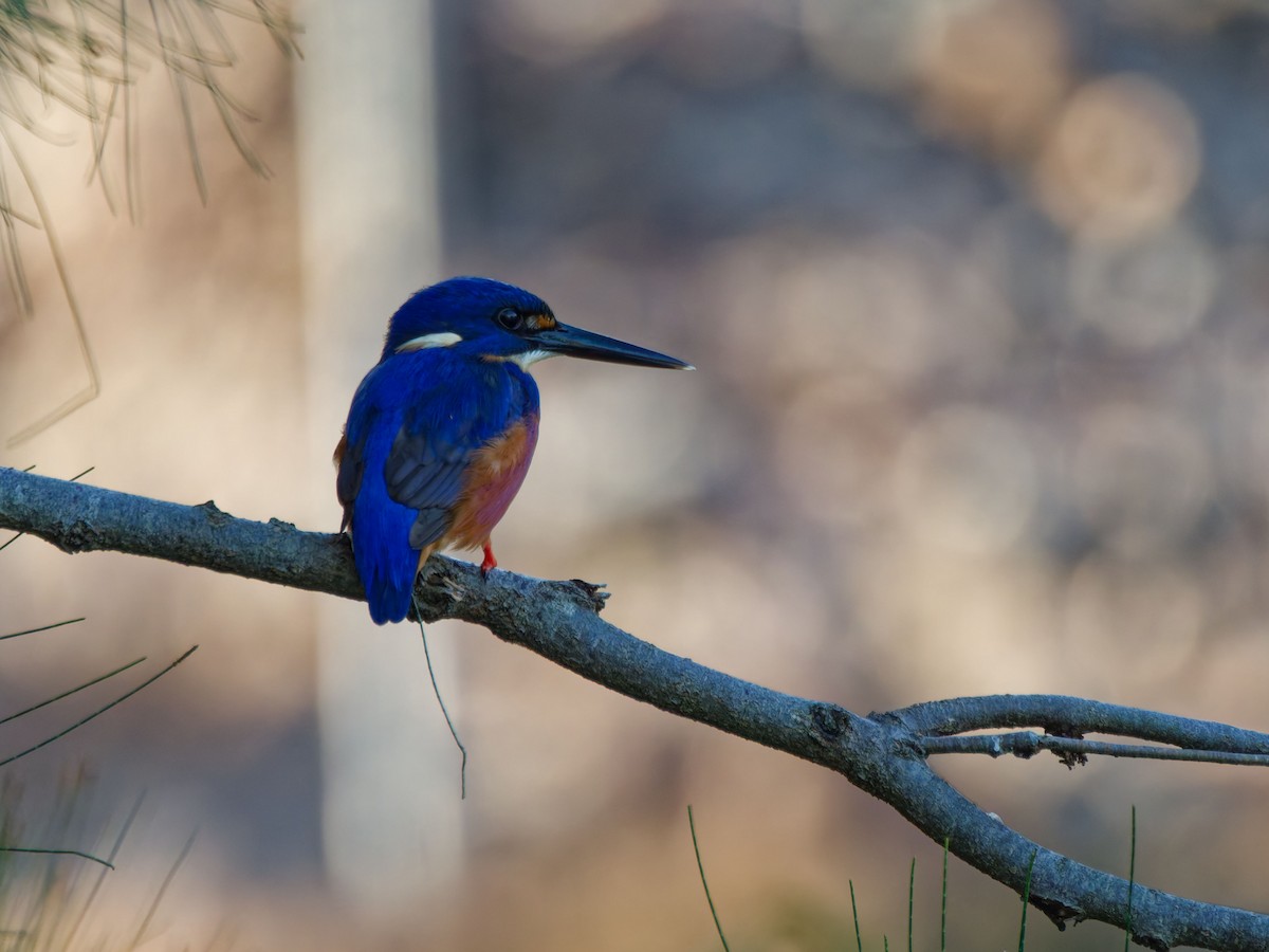 Azure Kingfisher - ML643750122