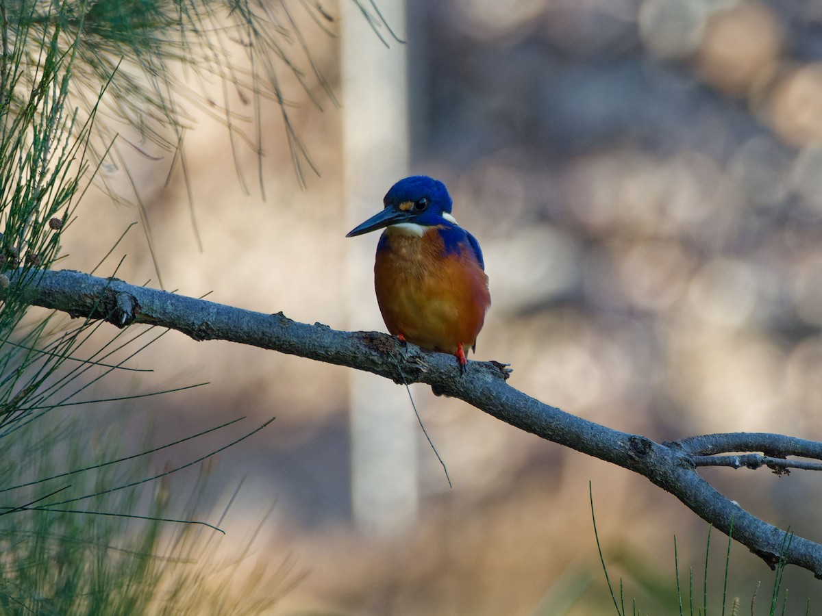 Azure Kingfisher - ML643750123