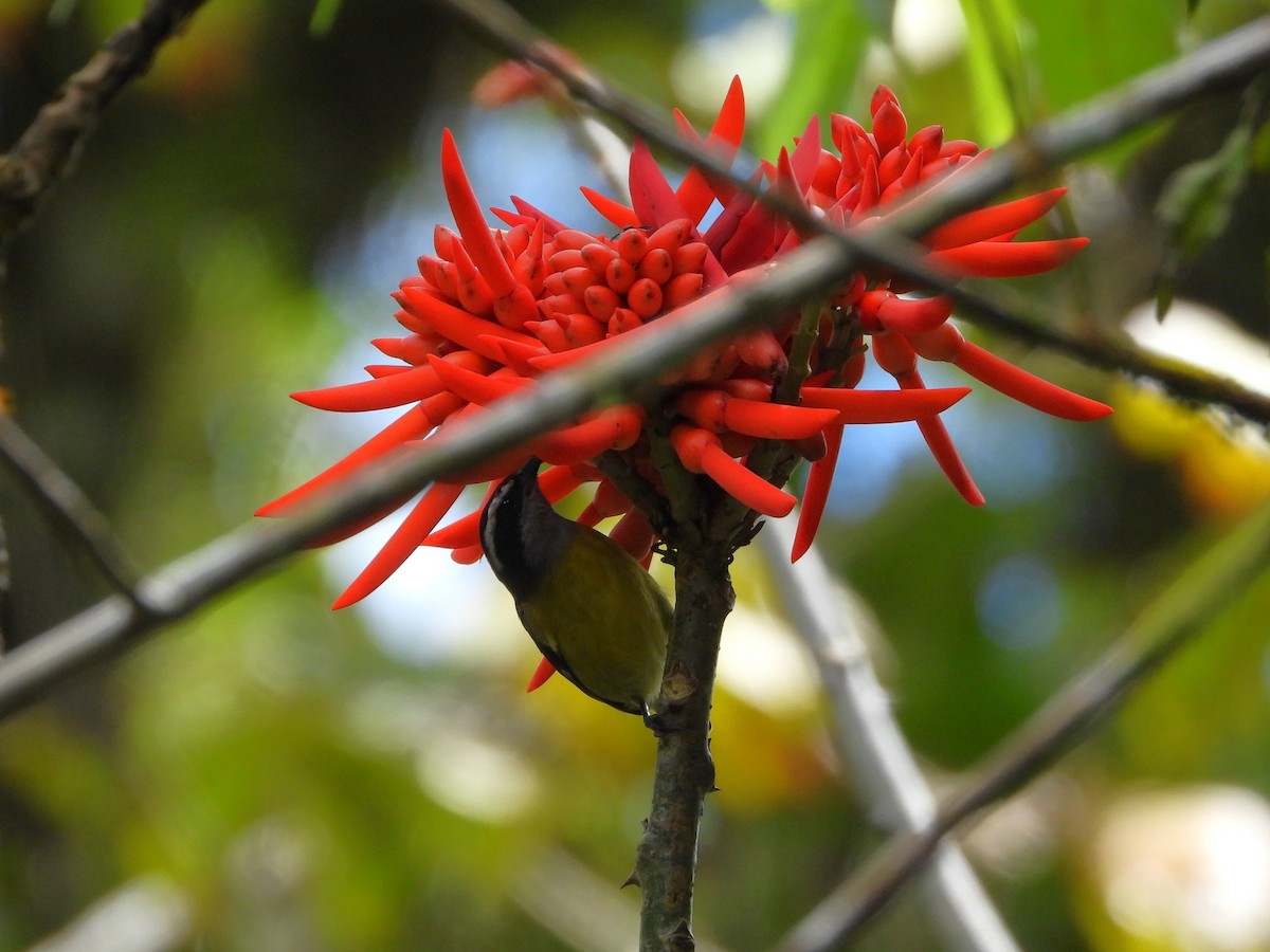 Bananaquit - ML643750143