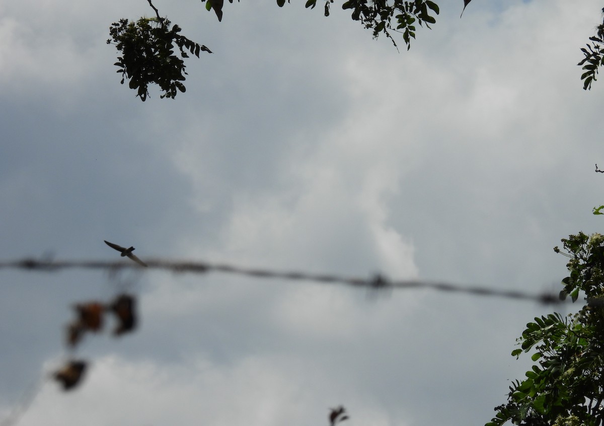 White-rumped Swiftlet - ML643750189