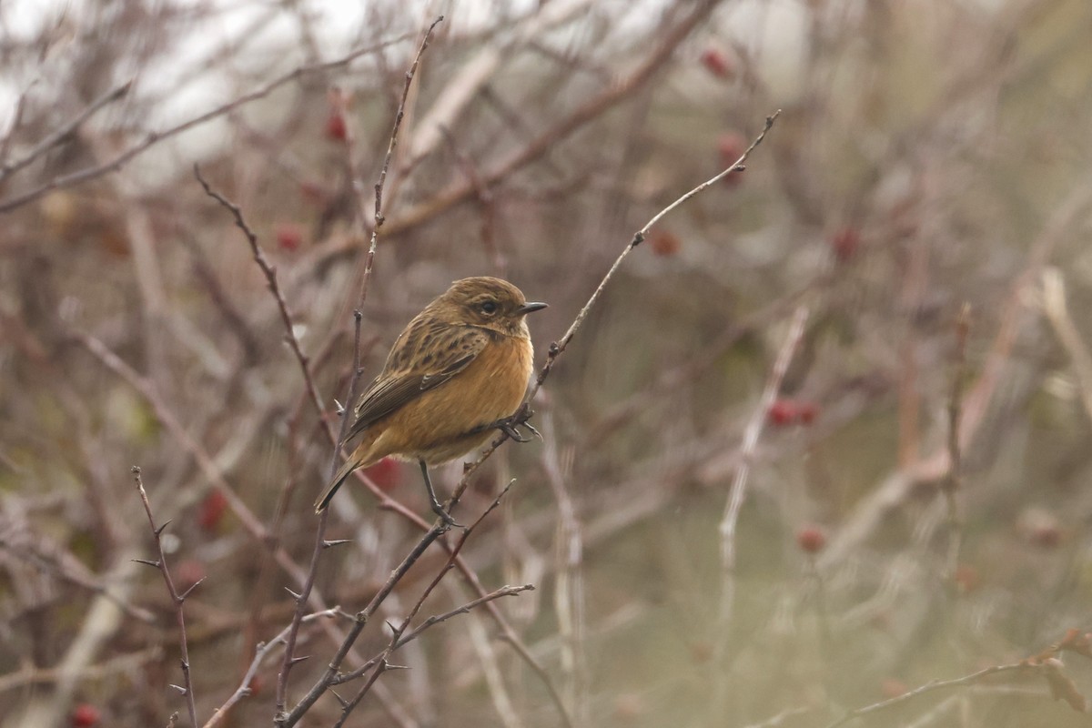 European Stonechat - ML643750192