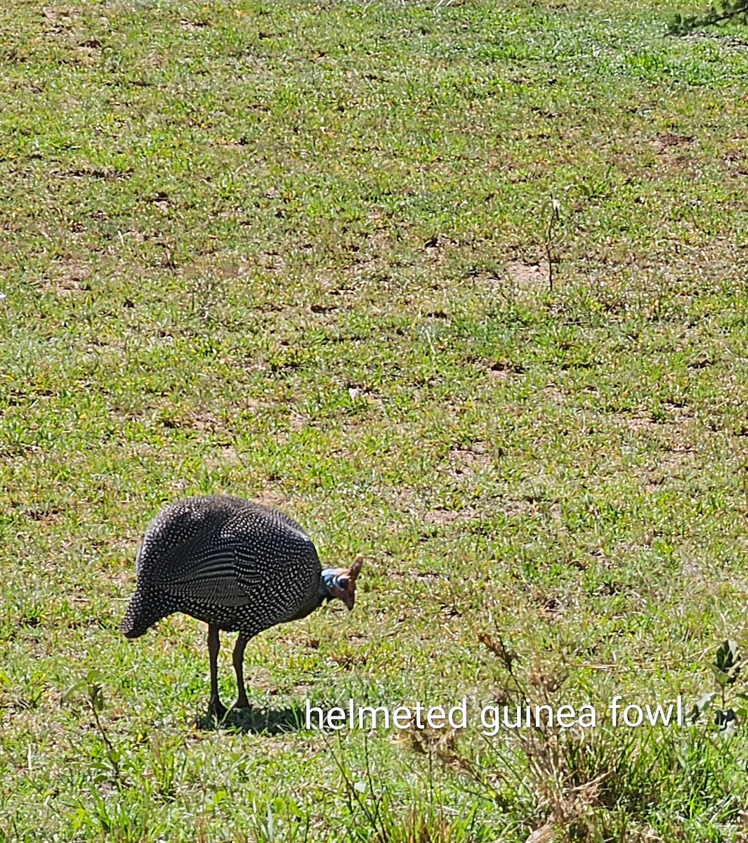 Helmeted Guineafowl - ML643750232