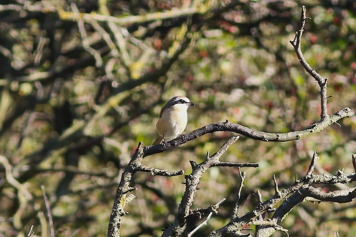 Averla bruna - ML643750239