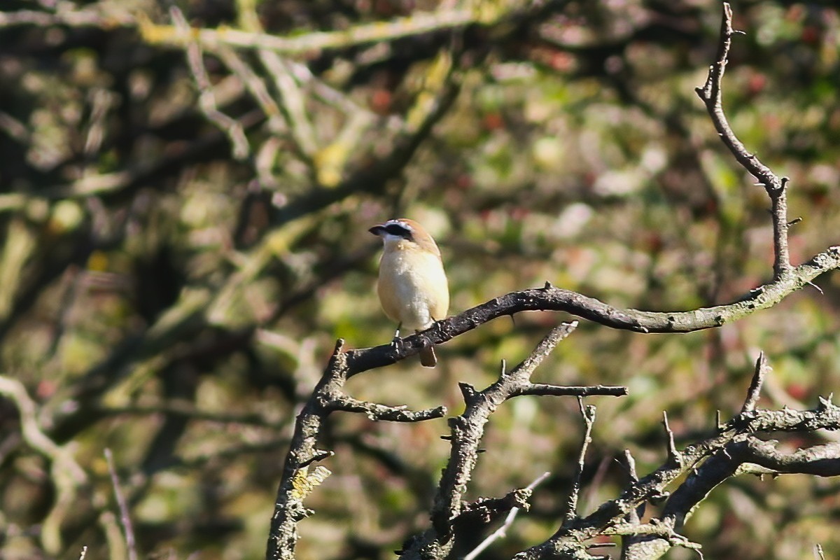 Averla bruna - ML643750240