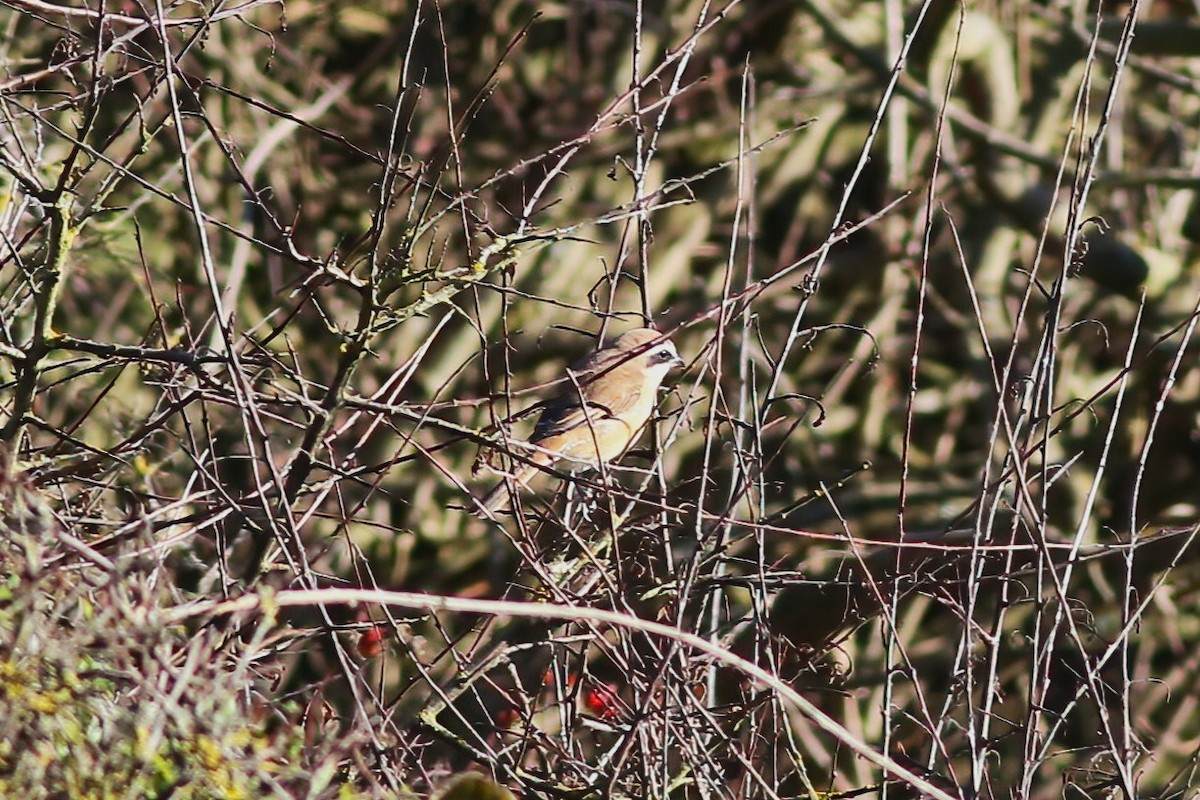 Averla bruna - ML643750241