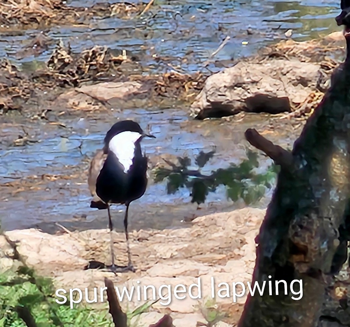 Spur-winged Lapwing - ML643750249