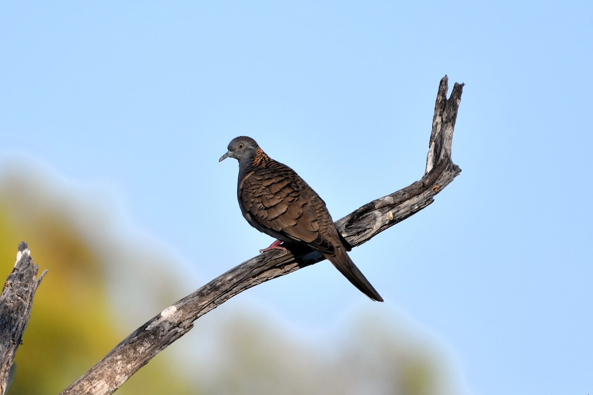 Bar-shouldered Dove - ML643750250